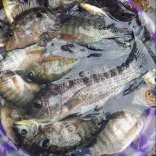 Ikan Nila Segar