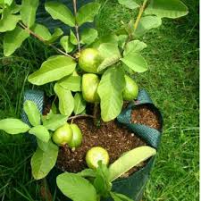 Bibit Jambu Kristal