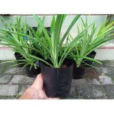 Bibit Pandan