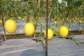 Melon Golden The zafarm